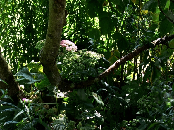 Bois des Moutiers  (39) Summer 2012